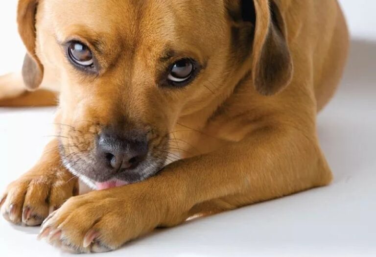 当狗狗呈现这10种状况,阐明它患病了