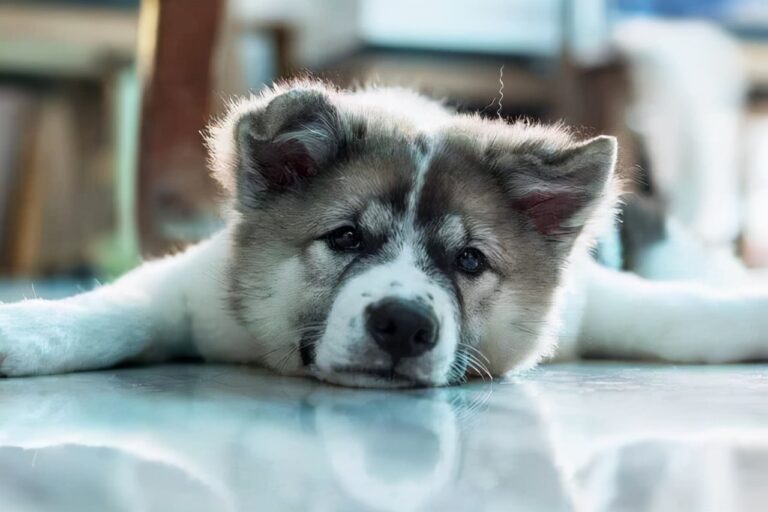 当狗狗呈现这10种状况,阐明它患病了