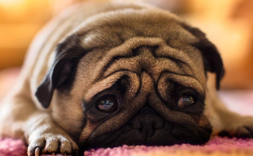 当狗狗呈现这10种状况,阐明它患病了