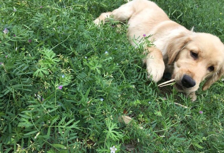 当狗狗呈现这10种状况,阐明它患病了