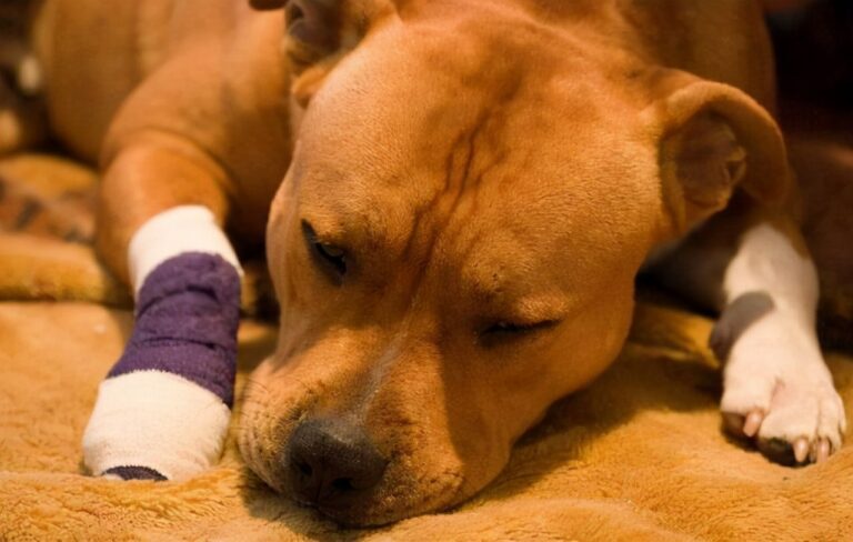 当狗狗呈现这10种状况,阐明它患病了