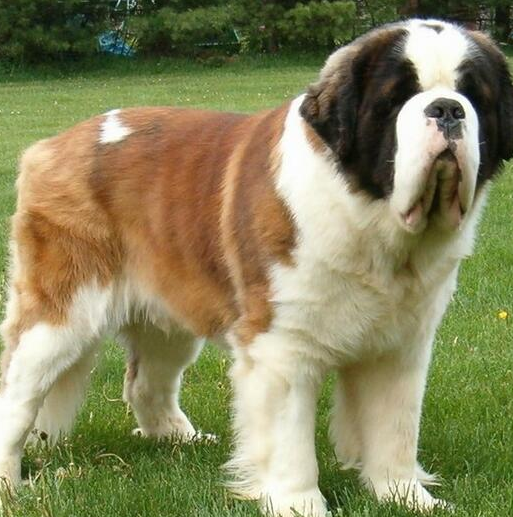 作为瑞士“国宝”的圣伯纳犬,你了解多少呢