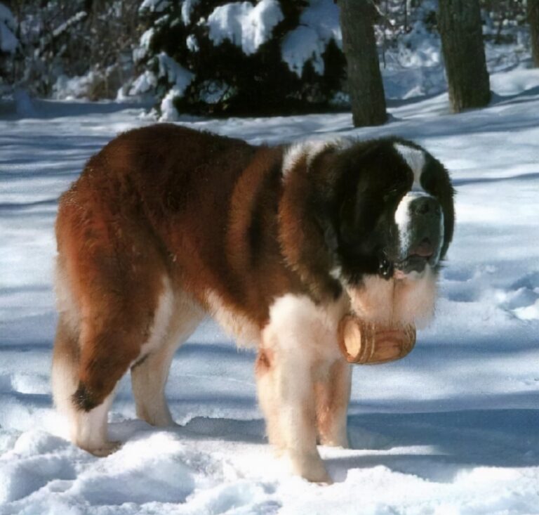 作为瑞士“国宝”的圣伯纳犬,你了解多少呢