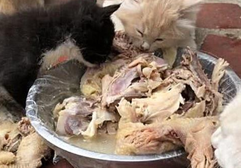 老人卖瓶子攒了好久的钱，给流浪猫们买了一只鸡，画面十分戳心