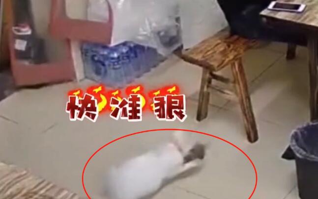 饭店上演“猫鼠大战”，白猫成功预判老鼠走位，5秒结束战斗