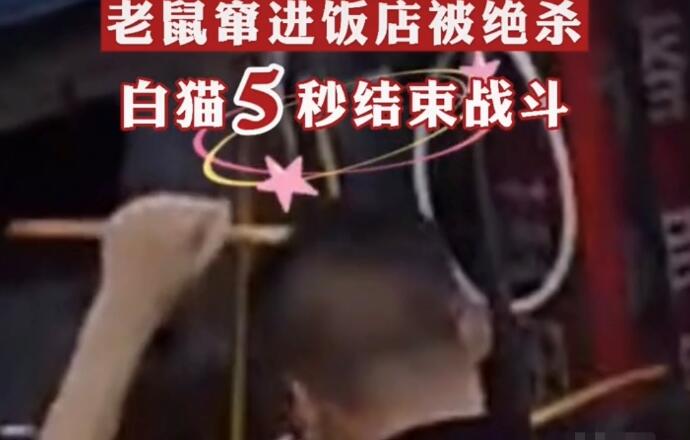 饭店上演“猫鼠大战”，白猫成功预判老鼠走位，5秒结束战斗