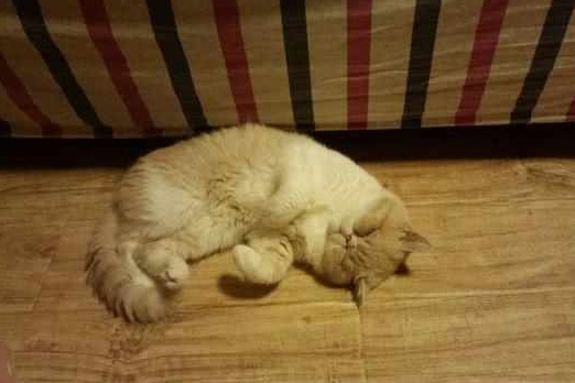主人家中养了只非常矫情，且不识抬举的加菲猫，一肚子的坏水！
