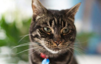 美国发现第三例鼠疫感染的猫 预防鼠疫感染的措施有这些