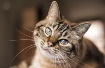 美国发现第三例鼠疫感染的猫 预防鼠疫感染的措施有这些