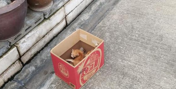 怀孕猫妈以为找到安乐窝，没想到竟遭残忍对待，幸好遇到暖心路人