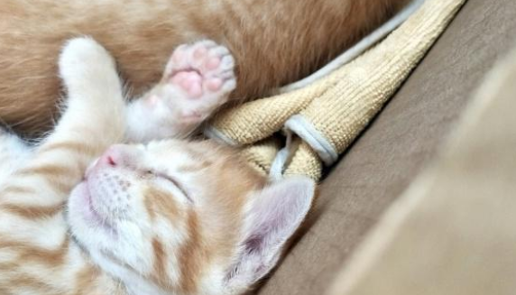 怀孕猫妈以为找到安乐窝，没想到竟遭残忍对待，幸好遇到暖心路人