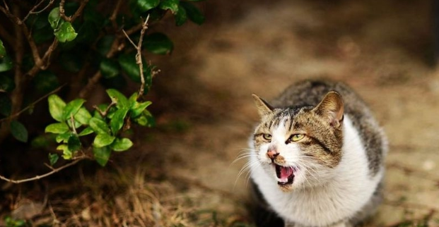 好心人救了流浪猫，把袜子剪洞给它穿上，猫咪秒变高冷范儿萌翻了