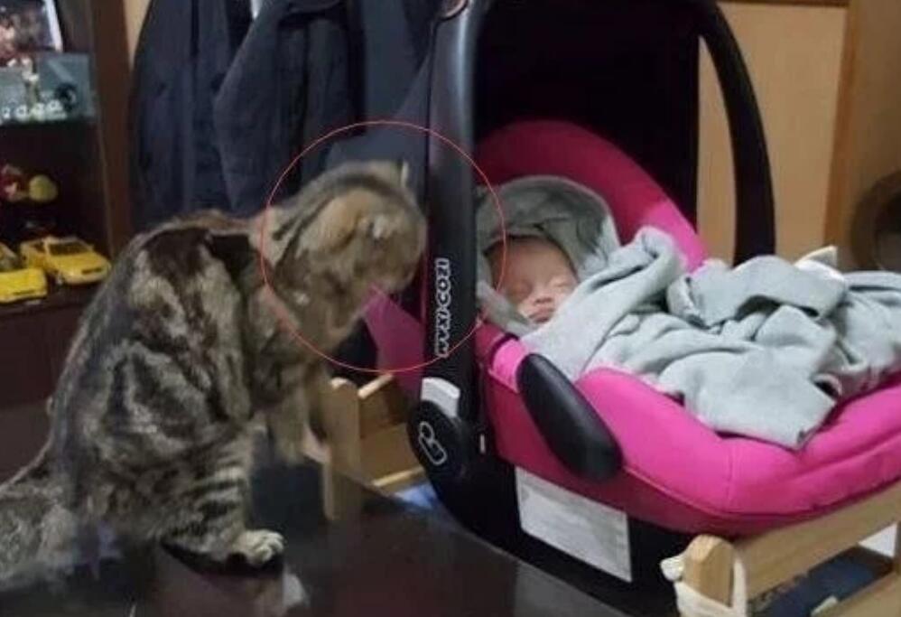 猫咪总是偷偷盯着婴儿，主人担心婴儿的安全，结果却让人笑喷