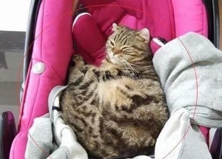 猫咪总是偷偷盯着婴儿，主人担心婴儿的安全，结果却让人笑喷
