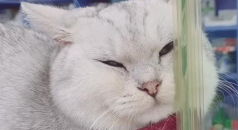 买完东西结账时，却只见猫咪在收银台，猫：除了吃，别的我不管！