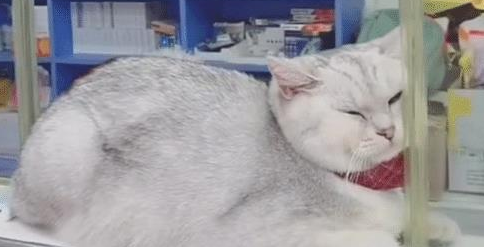 买完东西结账时，却只见猫咪在收银台，猫：除了吃，别的我不管！