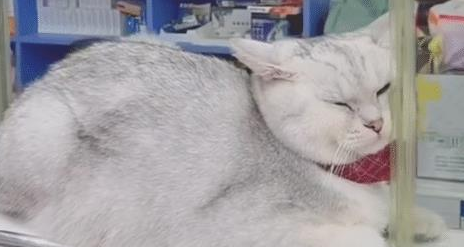 买完东西结账时，却只见猫咪在收银台，猫：除了吃，别的我不管！