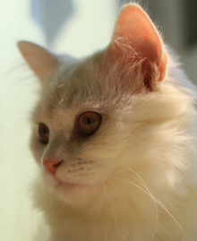 主人把猫咪送人 却倒贴1000重新带回家