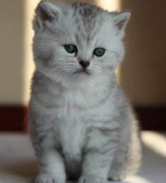 主人把猫咪送人 却倒贴1000重新带回家