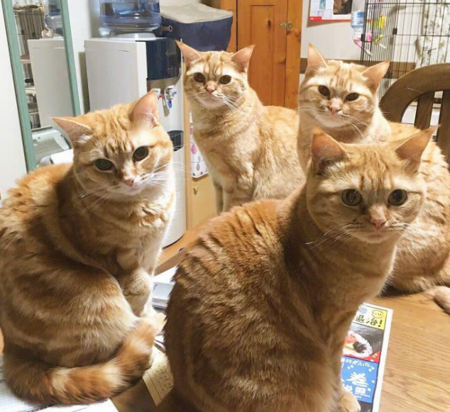 一下养了5只橘猫，每天吃饭“压力山大”，主人：真怕哪天命不保