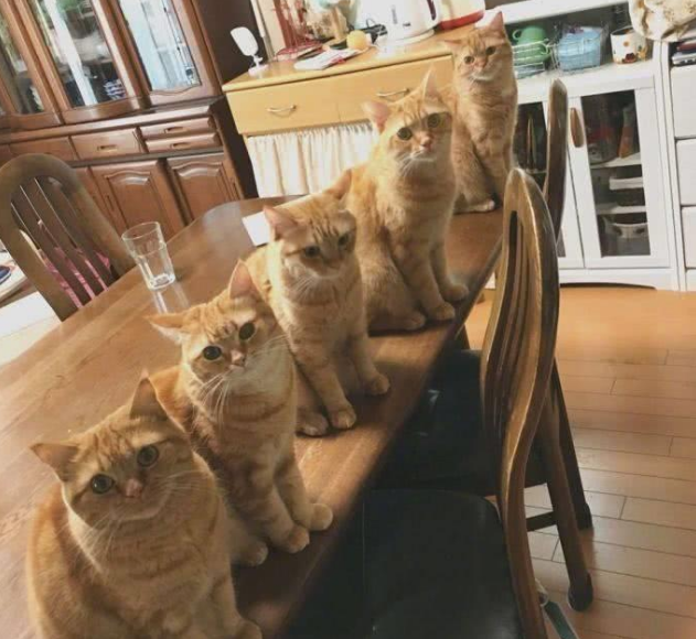 一下养了5只橘猫，每天吃饭“压力山大”，主人：真怕哪天命不保