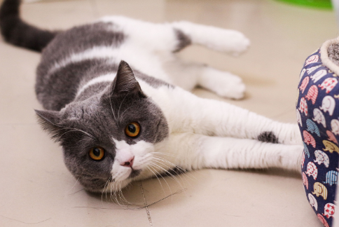 把猫送走和离开我儿子，你二选一：女人的回答，让准婆婆无话可说
