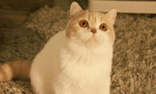 女子带着猫咪去绝育，两小时后到屋一看，直接笑喷