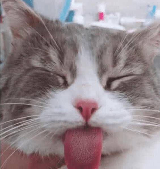 女子带着猫咪去绝育，两小时后到屋一看，直接笑喷