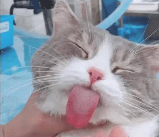 女子带着猫咪去绝育，两小时后到屋一看，直接笑喷