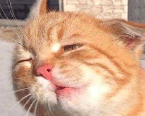 橘猫犯错屡教不改，主人狠心将它和鸭子关一起，隔天去看时傻眼了