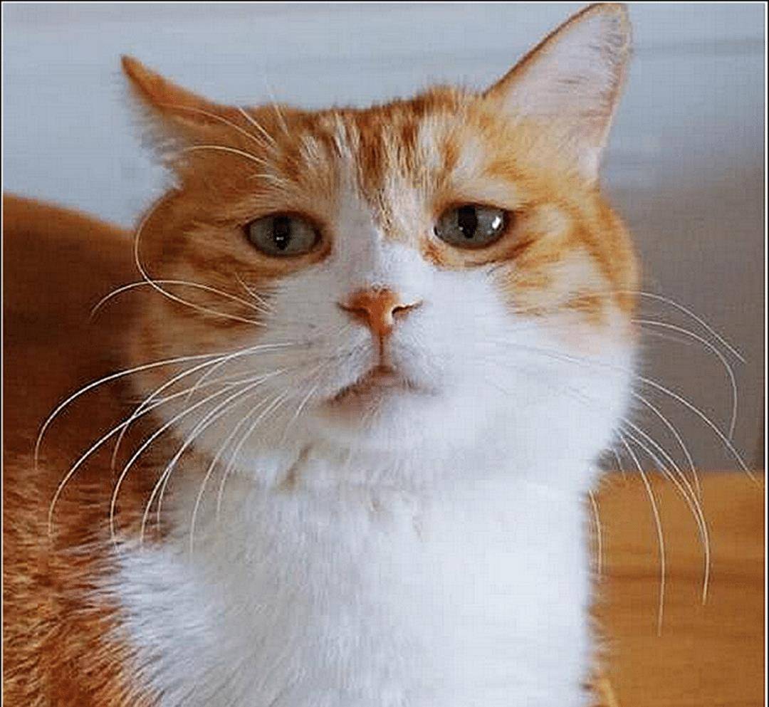 橘猫犯错屡教不改，主人狠心将它和鸭子关一起，隔天去看时傻眼了