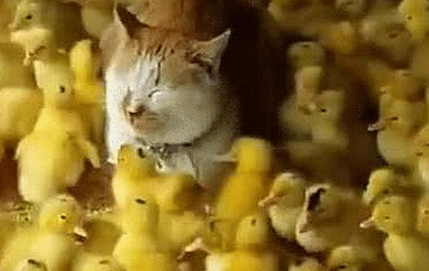 橘猫犯错屡教不改，主人狠心将它和鸭子关一起，隔天去看时傻眼了