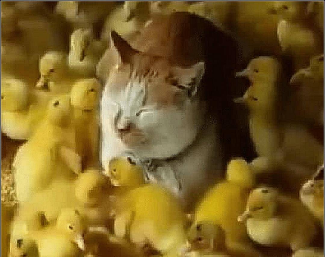 橘猫犯错屡教不改，主人狠心将它和鸭子关一起，隔天去看时傻眼了