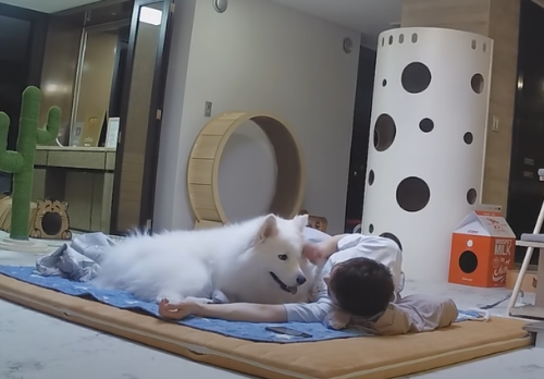 主人陪猫咪狗狗睡一晚，猫狗黏人差异立现：狗狗半夜还讨摸摸！