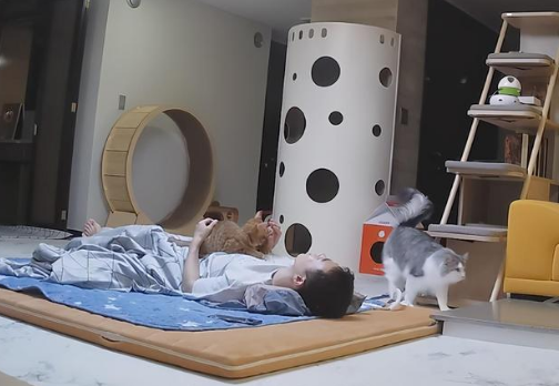 主人陪猫咪狗狗睡一晚，猫狗黏人差异立现：狗狗半夜还讨摸摸！