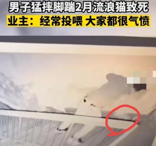 男子脚踹两个月的流浪猫致死，监控下的甩猫行为令人气愤