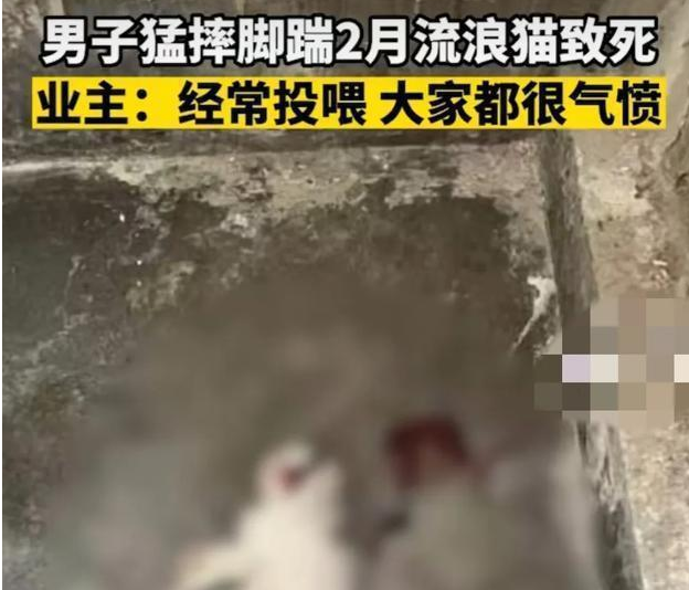 男子脚踹两个月的流浪猫致死，监控下的甩猫行为令人气愤