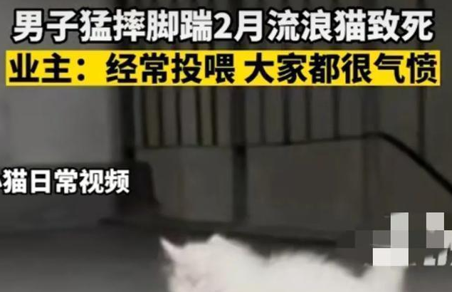男子脚踹两个月的流浪猫致死，监控下的甩猫行为令人气愤