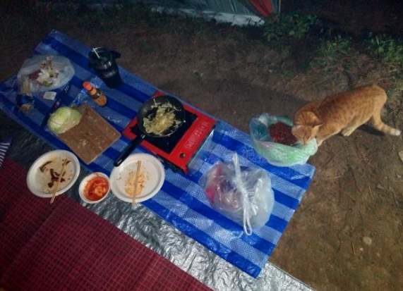 帐篷在惊现“碰瓷橘猫”，白吃白喝还白住，网友：一看就是惯犯！