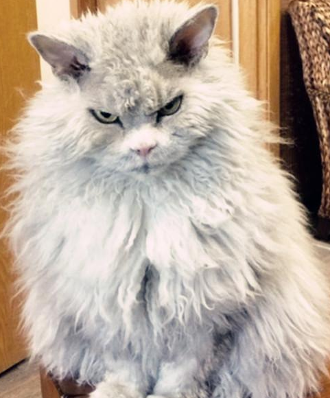 铲屎官晒出自家猫的照片，发量特别瞩目：传说中的渣男锡纸烫？