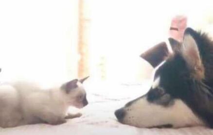 新带回家的猫咪被二哈盯上，接下来的画面主人都害羞的捂住了脸