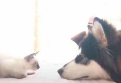 新带回家的猫咪被二哈盯上，接下来的画面主人都害羞的捂住了脸