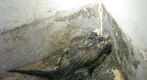 小猫卡壁内水管 屋主同意凿墙壁救生命