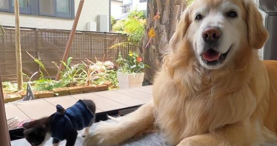 外出遛弯的金毛犬，捡了一只小流浪猫回家，狗狗的行为很暖心