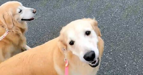 外出遛弯的金毛犬，捡了一只小流浪猫回家，狗狗的行为很暖心