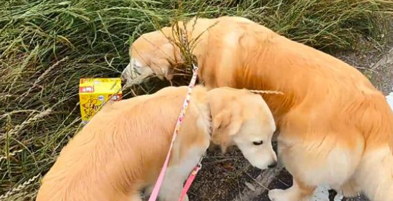 外出遛弯的金毛犬，捡了一只小流浪猫回家，狗狗的行为很暖心