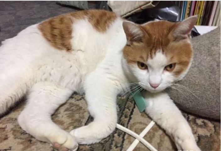 男子遛猫方式“独特”，路人纷纷驻足侧目，网友看了直呼甜齁
