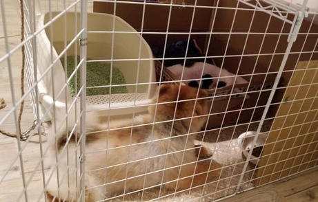 博美每天和怀孕猫咪打架 但在小猫出生后...它却秒变保姆照顾