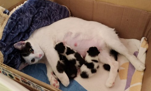 博美每天和怀孕猫咪打架 但在小猫出生后...它却秒变保姆照顾