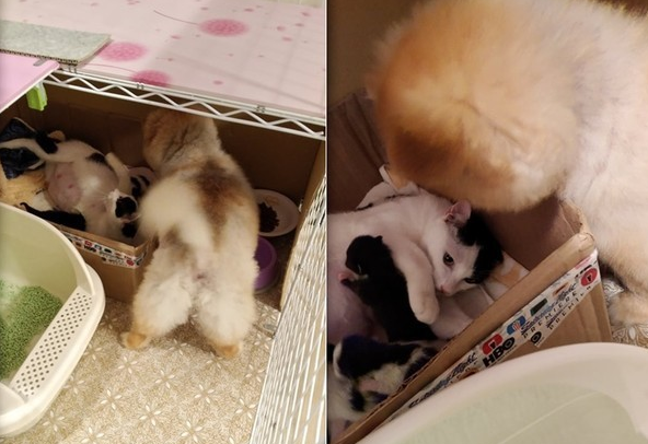 博美每天和怀孕猫咪打架 但在小猫出生后...它却秒变保姆照顾